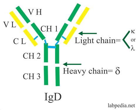 Immunoglobulin D .